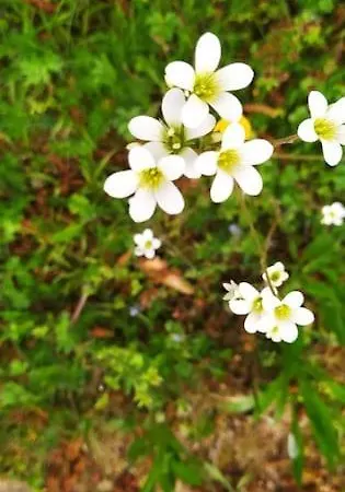 Schwoerer Bis 7 Personen * Rheinhausen